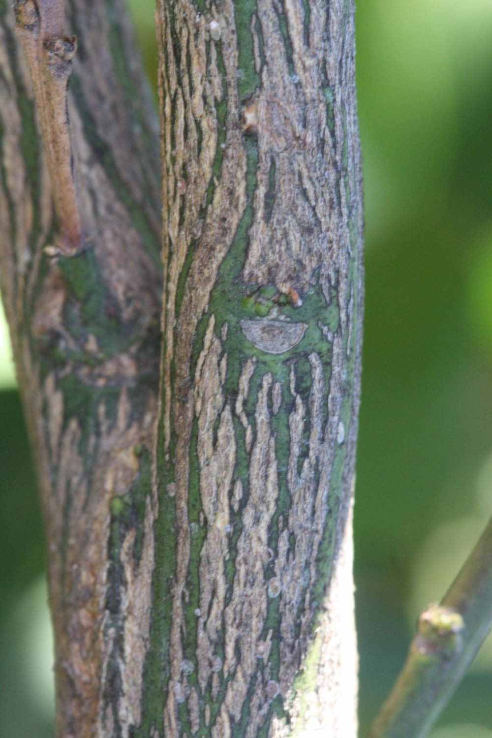              Second - third year twig (Riverside, CA)       